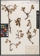 Foto von Salix reticulata L.